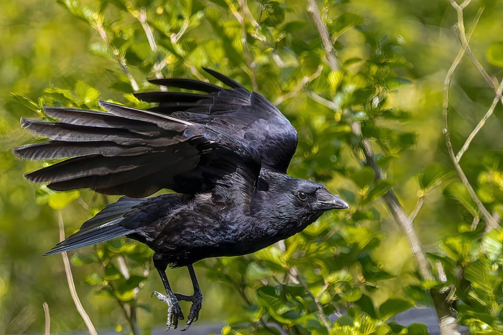 Kvinde i chok efter vild fugl begynder at tale engelsk til hende