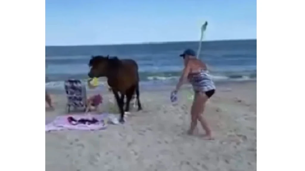 Kvinde slår den vilde hest der løber ind på stranden: Hendes beslutning skulle snart vise sig at være en dårlig idé.