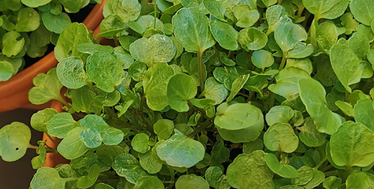 Denne vilde urt betragtes som den sundeste grønstag i verden. Den skal plantes i foråret.