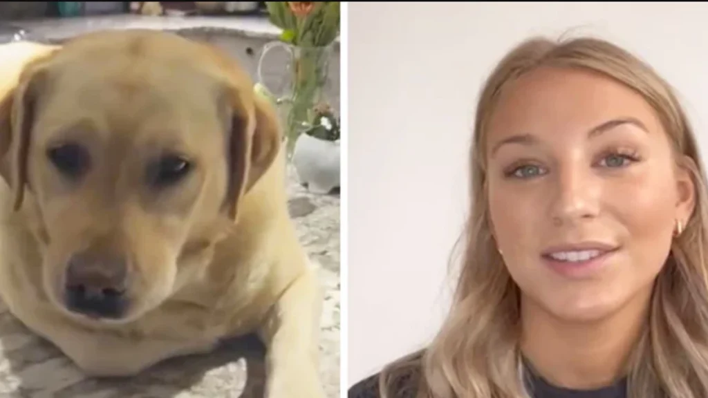 Kvinde hørte et brag fra køkkenet: Da hun ser hvad hendes hund laver, taber hun kæben