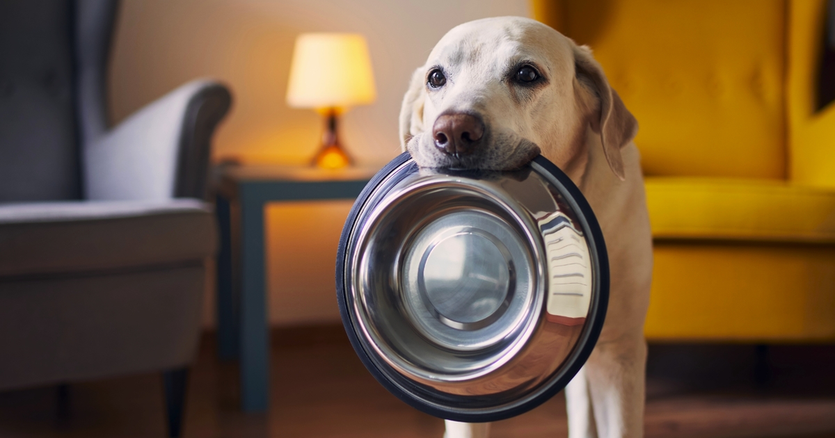 Her er svaret endelig: Derfor kan labradorer altid blive ved med at spise