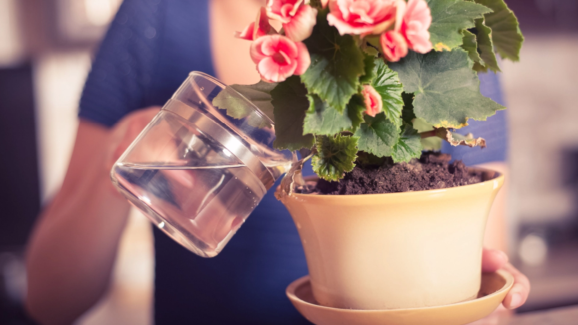 Skal du vande planter fra oven eller fra bunden? Her er ekspertens svar