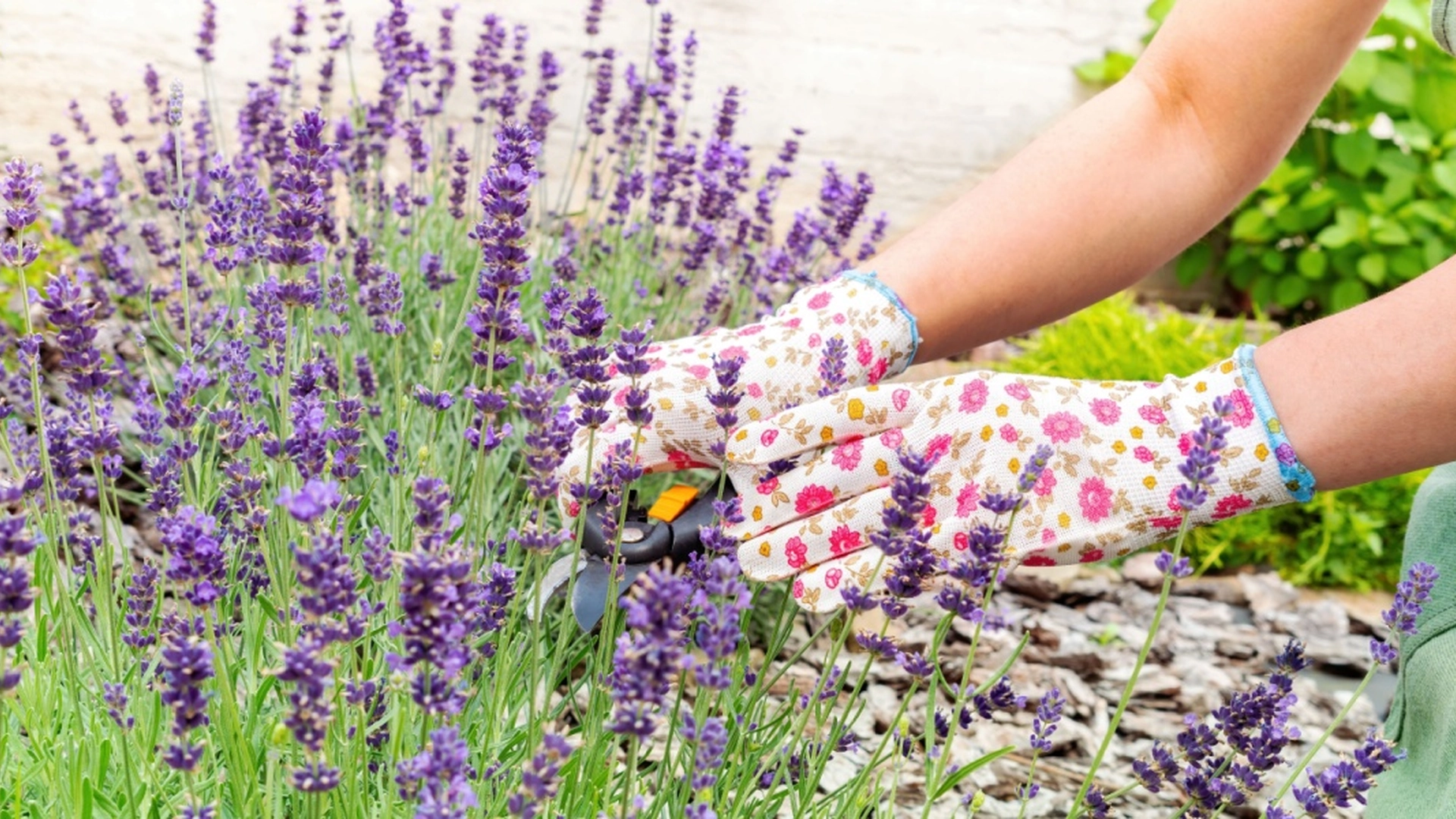 Sådan sikrer du dig en overflod af lavendel næste sommer: Denne opgave skal klares nu