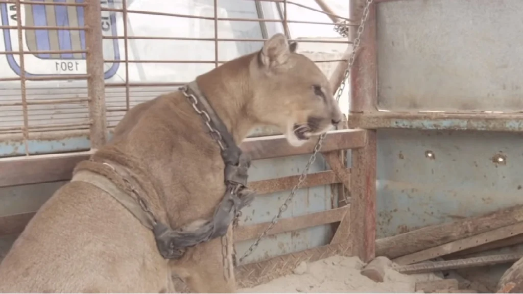 Cirkusløve efter 20 års fangenskab – se reaktionen, da den endelig bliver sat fri