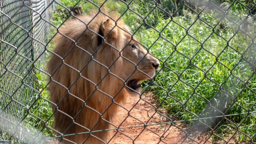 Løve strejfede rundt i gaderne i italiensk by efter at være undsluppet fra cirkus