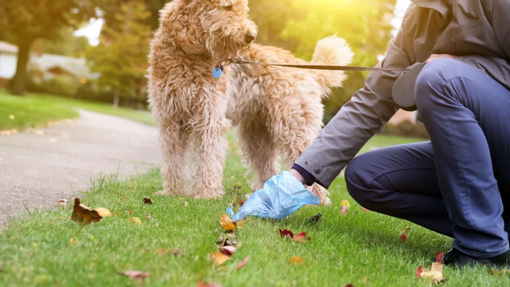 Kvinde modtog bøde for ikke at samle op efter sin hund: Men det er ikke det, der chokerer hende