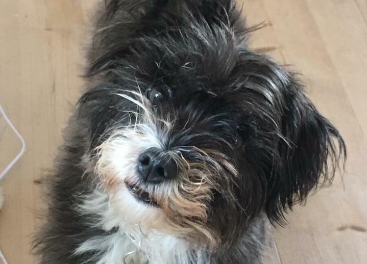 Politi sigter mand med tre hunde: Han lod hunde gøre dette