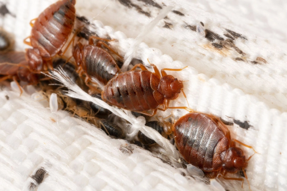 Hold godt øje: Her er det første tegn på, at sengelus har indtaget dit hjem
