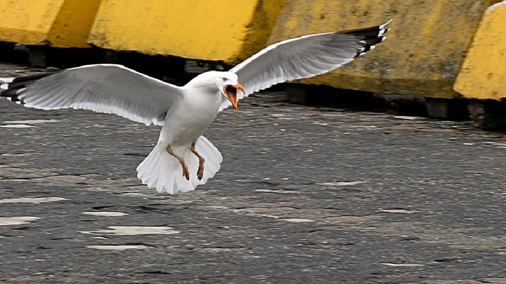 Mand der kom til skade, da han flygtede fra måger, indgår forlig om erstatning