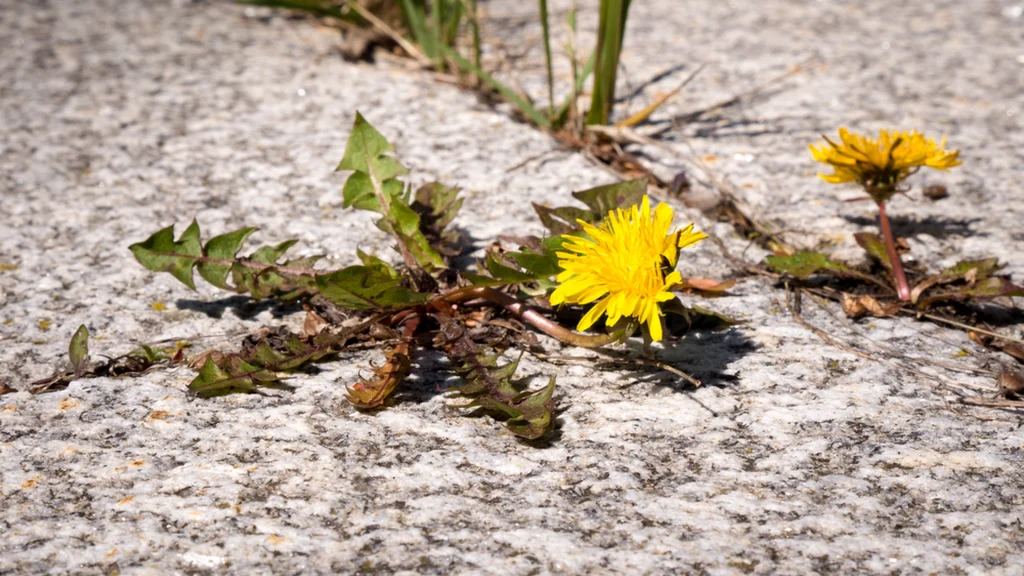 Slip for mælkebøtter i haven: Test disse 2 tricks