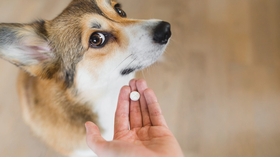 Mand køber medicin til sin hund: Bryder ud i latter, da han læser advarslen på medicinpakken til sin hund