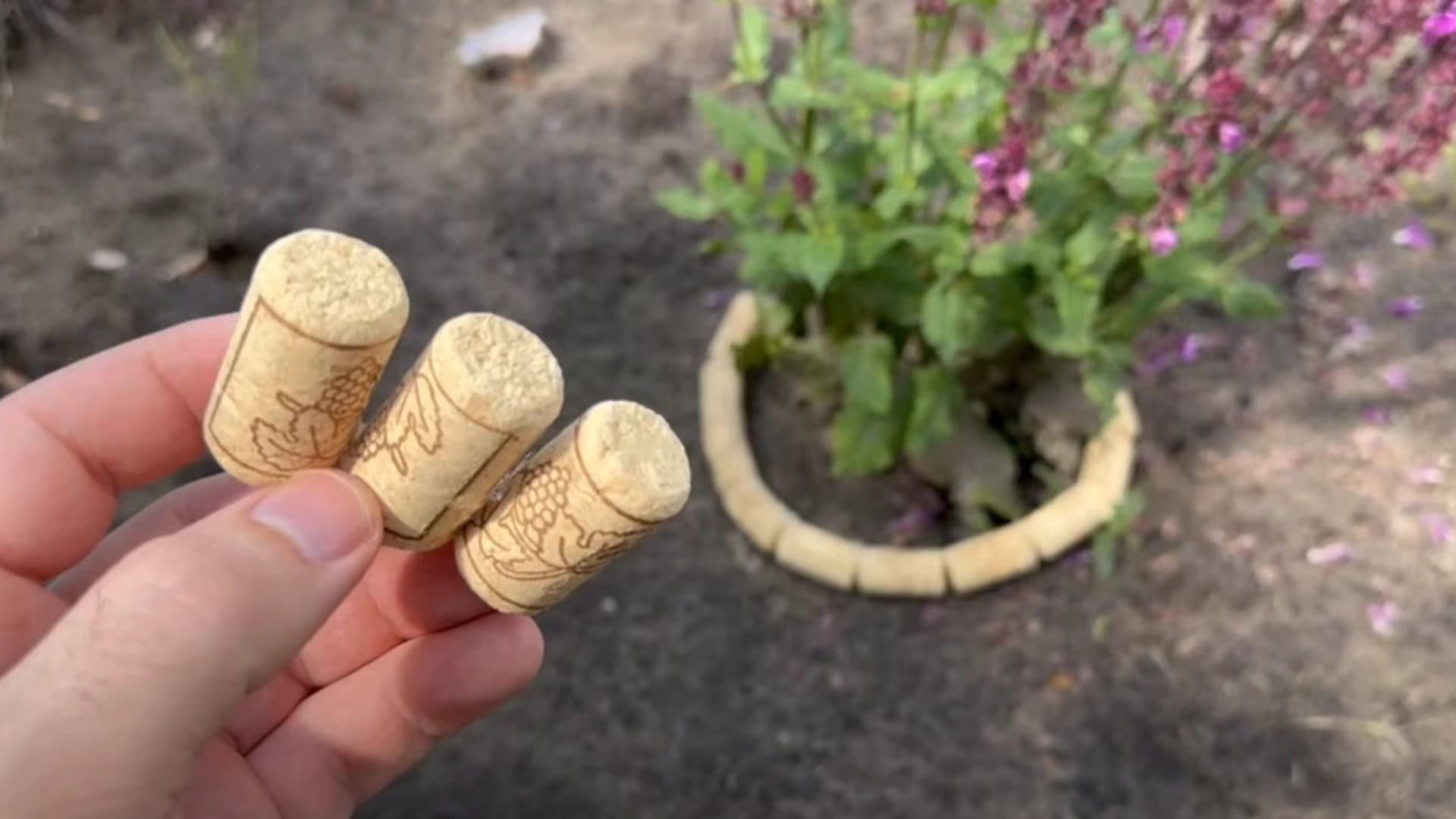 Meget få er klar over det: Korkpropper er guld værd i haven