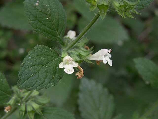 Stil denne velduftende plante i dit vindueskarm. Den holder myggene på afstand.