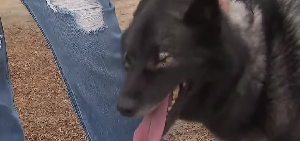 Ejere smiler, da deres forsvundne hund kommer hjem – Men hvor hunden var, får dem til at bryde sammen af grin