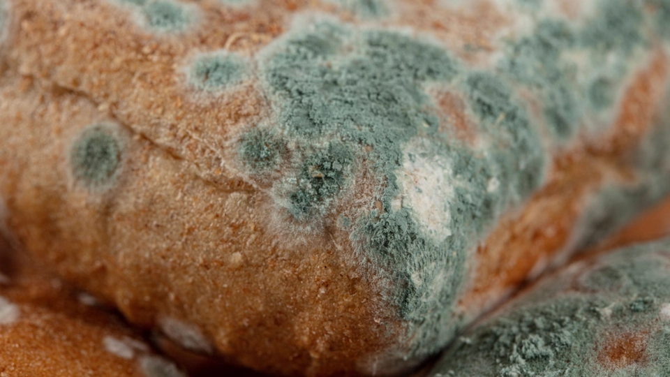 Advarsel fra ekspert: Her må du aldrig opbevare dit brød