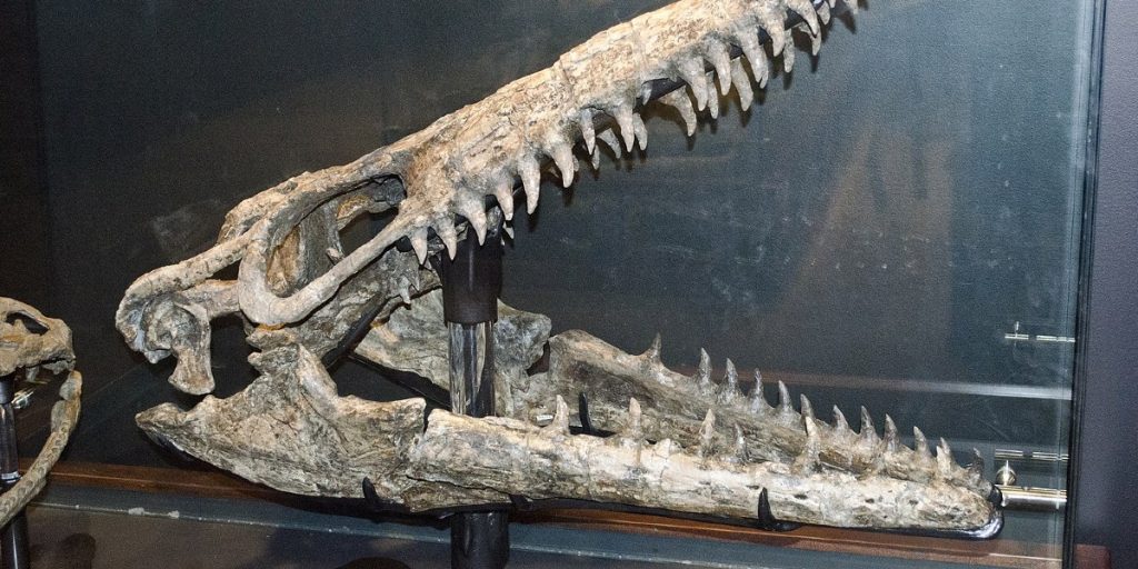 Ny Mosasaur-art, Midgårdsormen Jörmungandr, fundet i North Dakota