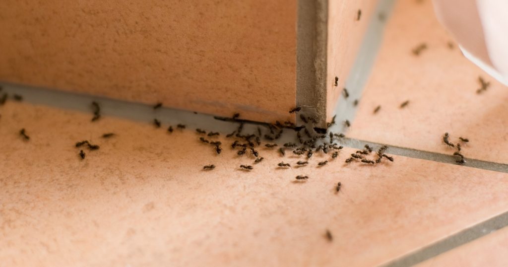 Kan forværre problemet: Derfor skal du ikke slå myrer ihjel, hvis de når ind i hjemmet