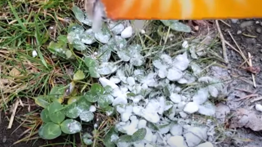 Spred natron over disse almindelige haveplanter: Se derefter magien ske