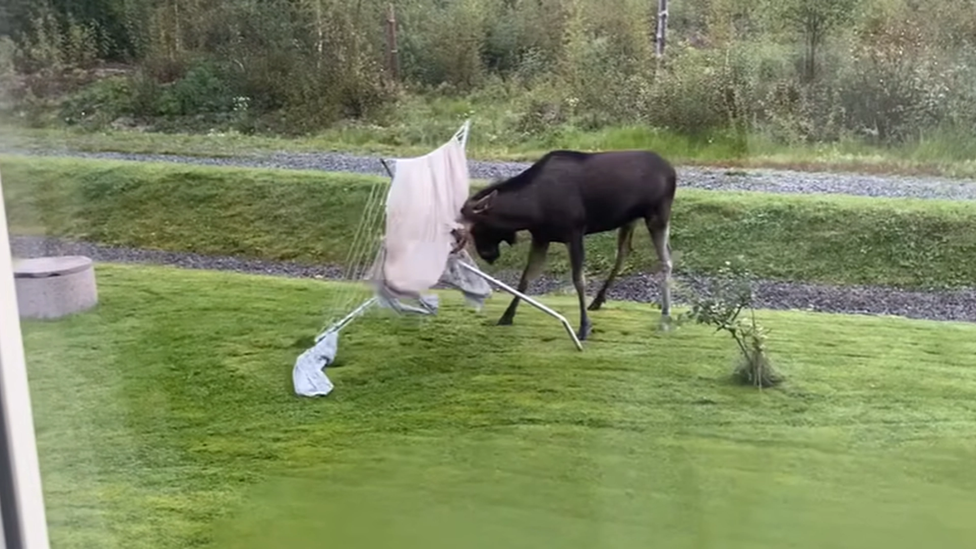 Jan vågnede op til et yderst uventet syn: Fuld elg var i færd med at smadre hans tøjstativ