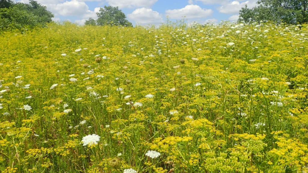 Vær opmærksom: Den udbredes i øjeblikket i sommerens landskaber