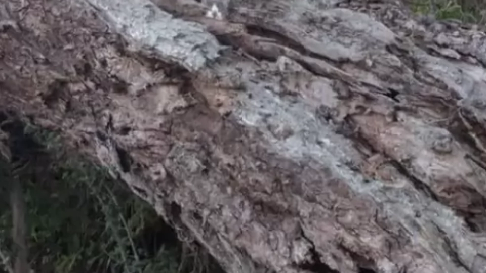 En kat gemmer sig på dette billede: Kun 1 ud af 10 kan finde den