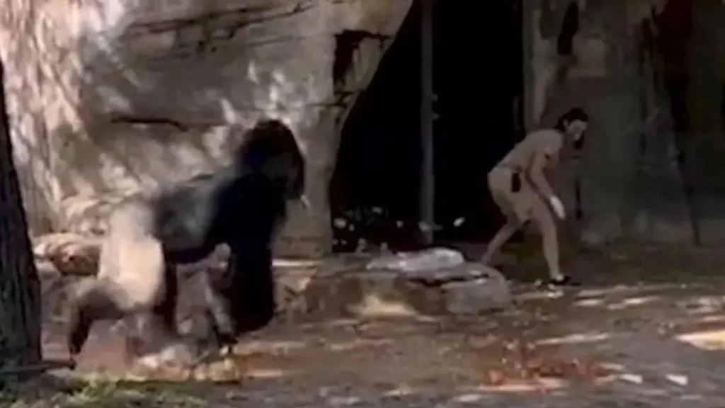 Skræmte gæster kunne kun se til: Gorilla stormer mod indespærrede dyrepassere
