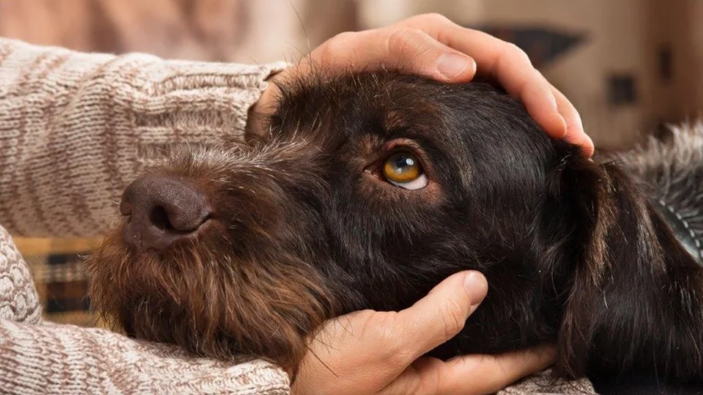 Opfordring til ejere af hunde: Husk, din hund er ikke en cykel