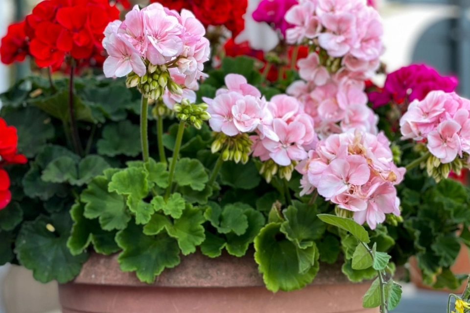 Hold dig fra pelargonier: Her er hvorfor