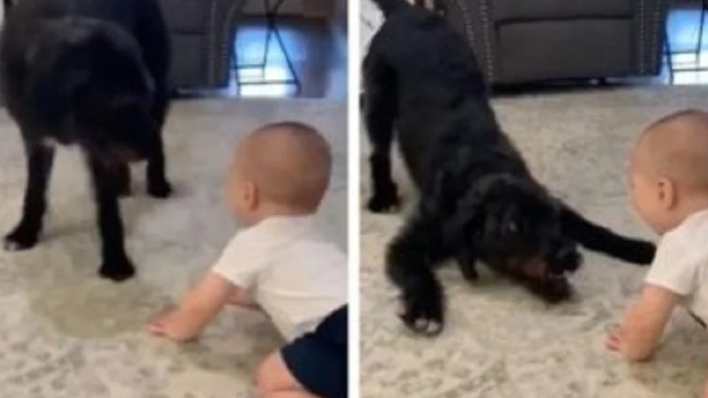 Spædbarnet og hunden ‘leger’ i familiens stue: Hvad der så sker, har fået internettet til at bryde i latter