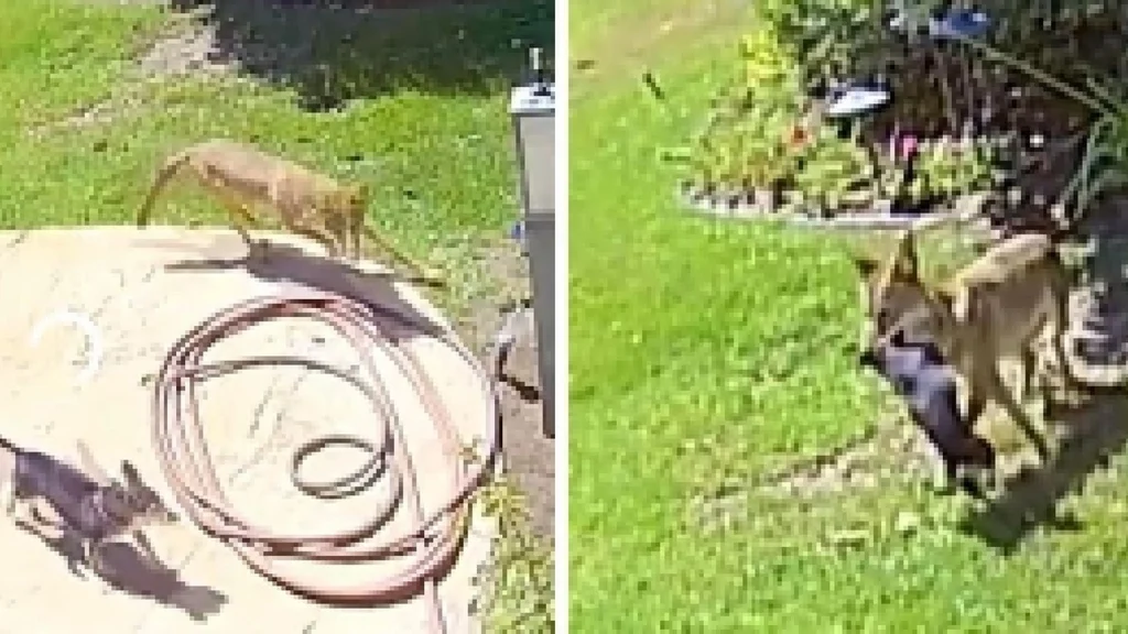 Prærieulv er ved at løbe afsted med familiens hund: Kort efter sker det utænkelige