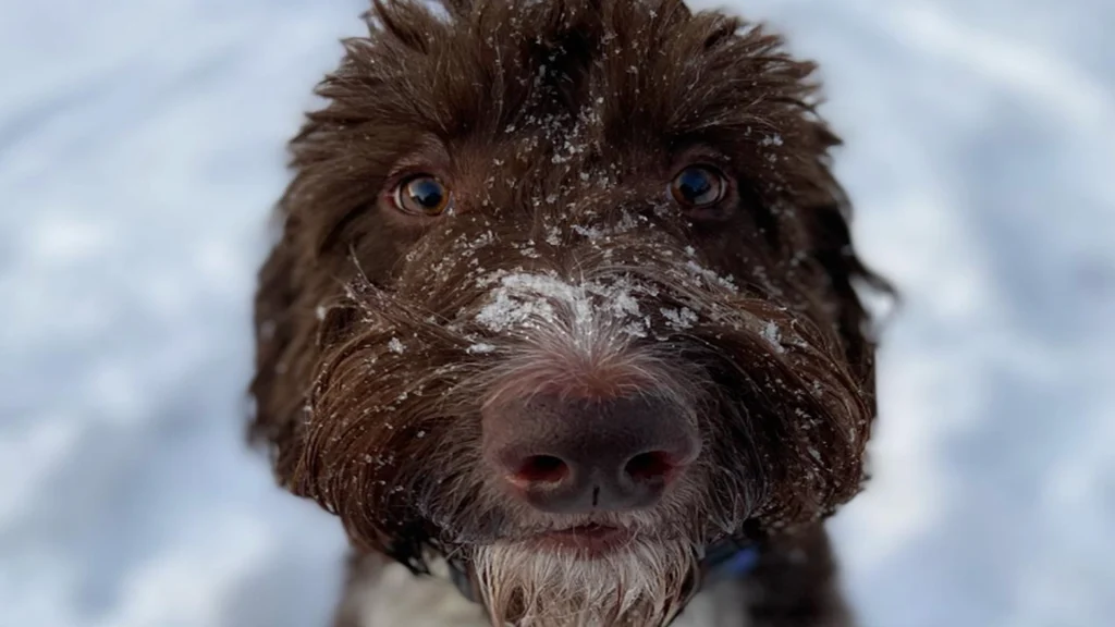 Par i chok, da de ser hvad deres hund har gjort: ‘Han har aldrig gjort noget forkert før’