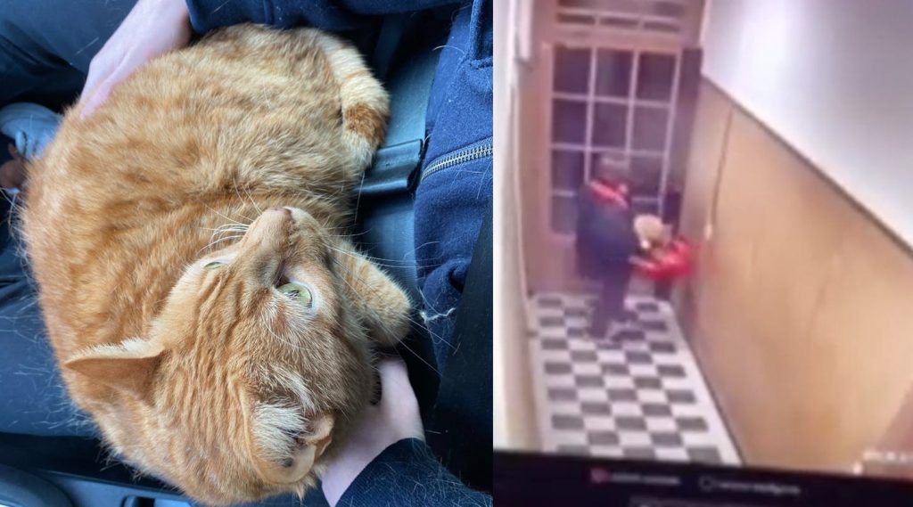 Video går verden rundt: Restaurantejer kidnapper kat