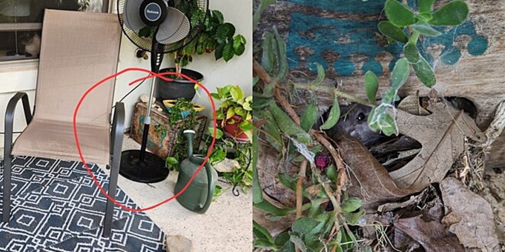 Et par opdager pelsdyr gemt på verandaen – da de nærmer sig, ser de, at det ikke var, hvad de forventede