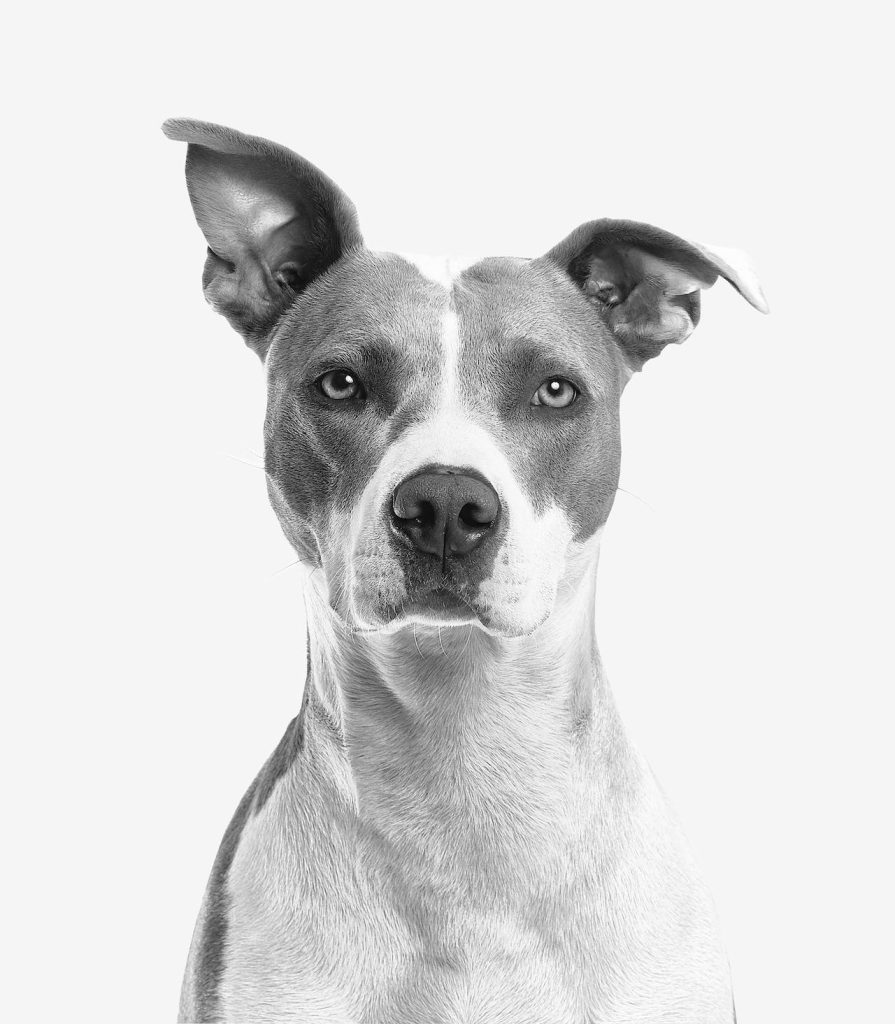 Vigtigheden af at have alt udstyr til dine kæledyr: Fra hunde til reptiler