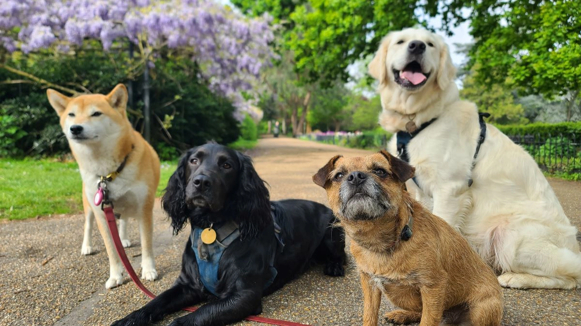 De mest populære hundenavne afsløret: Tjek om din hund er på listen
