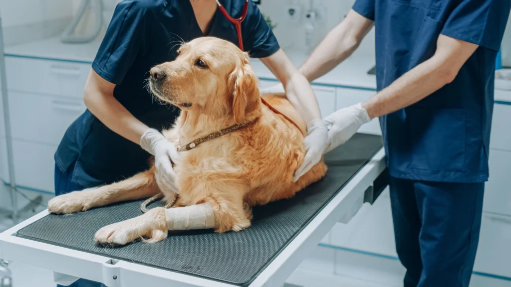 Dyrenes Beskyttelse med tydelig opfordring til hundeejere: Dette tager din hund skade af i det kolde vejr