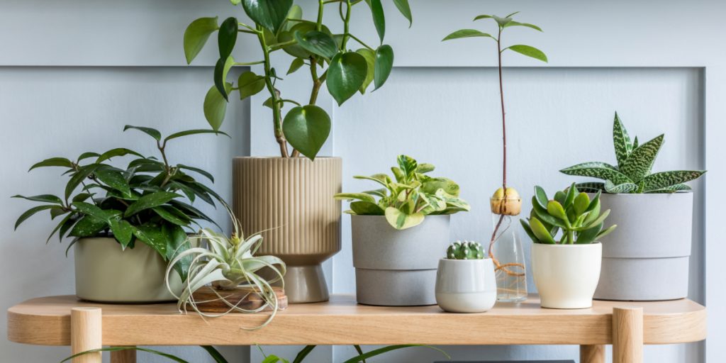 Hvornår tørrede du sidst støv af din plante? Ekspert deler 3 praktiske måder – og advarer mod én