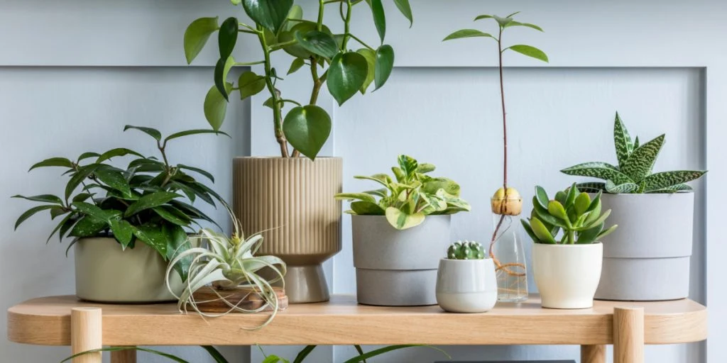 2 aromatiske planter, der kan hjælpe dig med at skræmme væggelus væk fra hjemmet