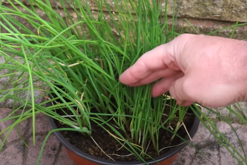 Kom det i en krukke og tilsæt vand: Du kommer aldrig til at købe purløg i en butik igen