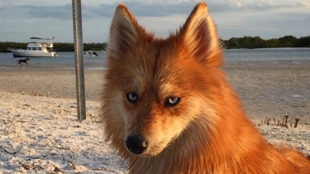 Internettet elsker den smukke hund, som ligner en ræv