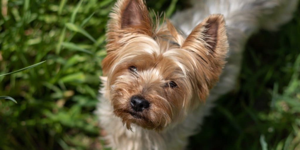 Lille hund led tragisk skæbne efter møde med ræv