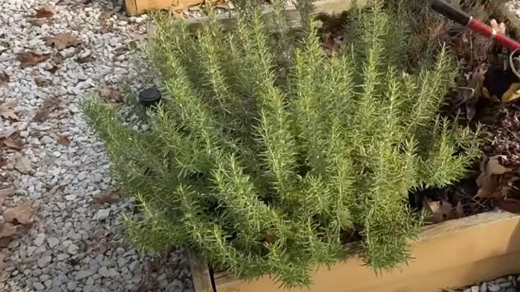 Der findes en aromatisk urt, der forbedrer hjernens sundhed og humøret