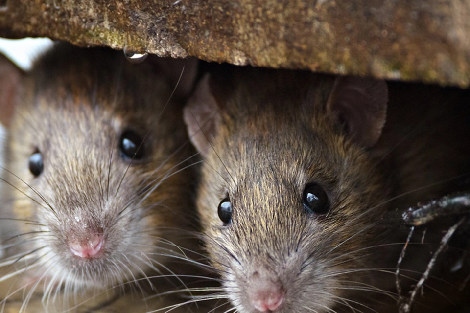 Mange kender ikke til dette overraskende trick: Sådan holder du effektivt rotter væk