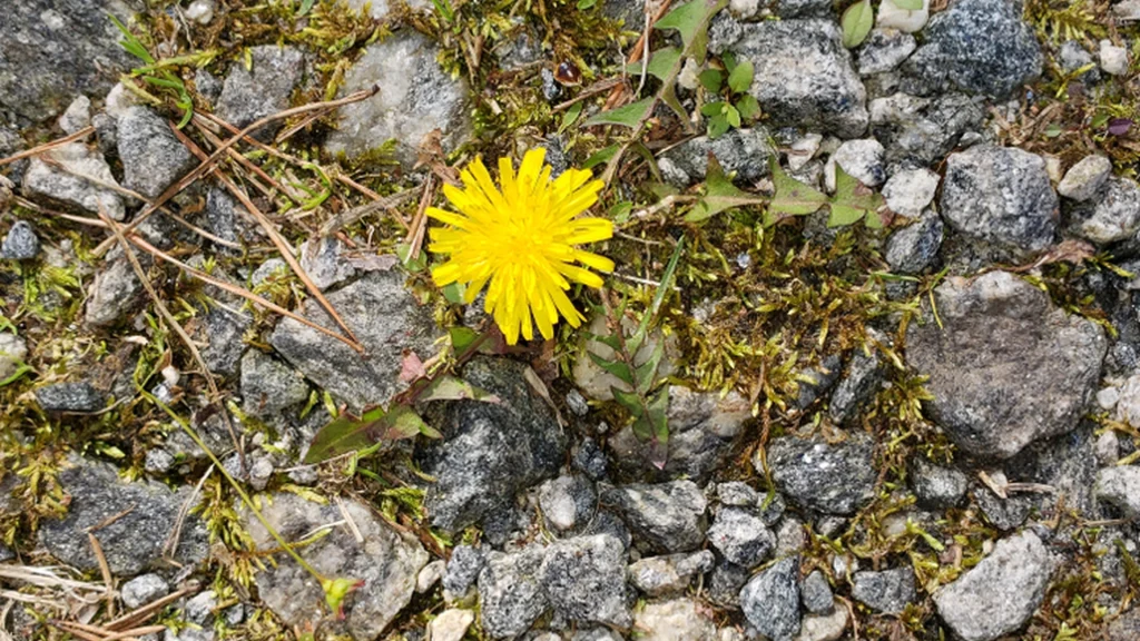 Slip af med ukrudt på ingen tid: Her er det naturlige alternativ til Roundup