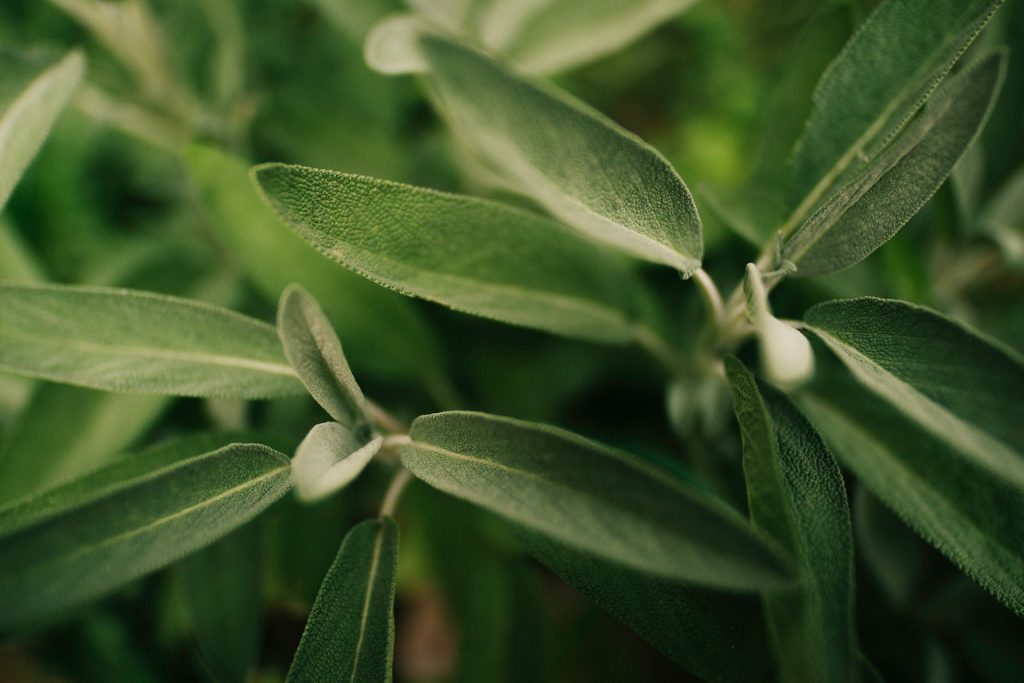 Kraftfuld ingrediens fra køkkenet til at mørkne hår og fjerne grå hår ved roden på kort tid