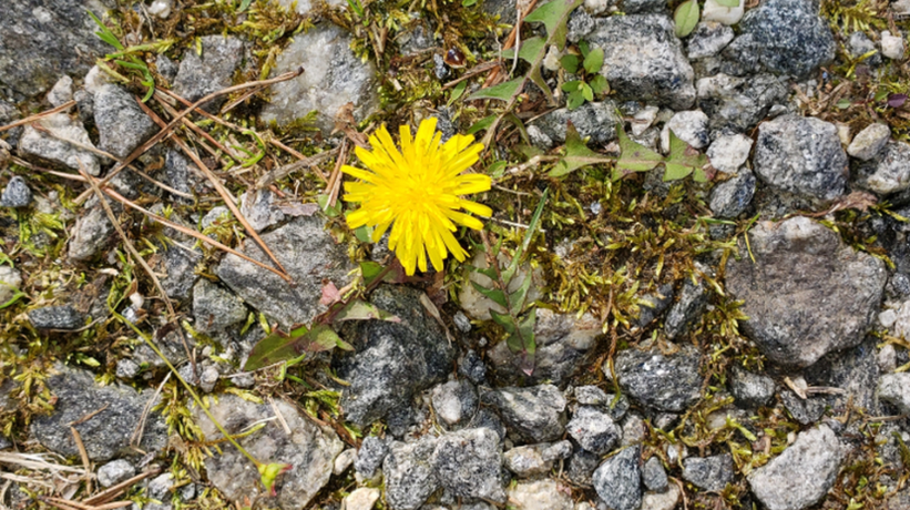 Et naturligt alternativ til roundup: Sådan dræber du ukrudt med et snuptag