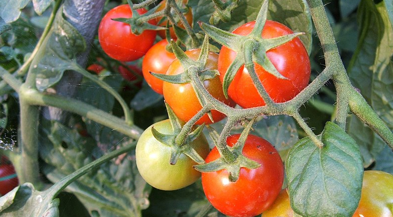 Gartneren påpeger de mest almindelige fejl: Tomater bør ikke plantes på denne måde