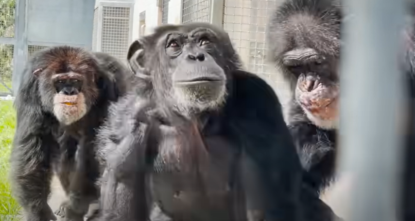 Chimpanse reddet fra laboratorium er i vild forbløffelse, da hun ser himlen for første gang