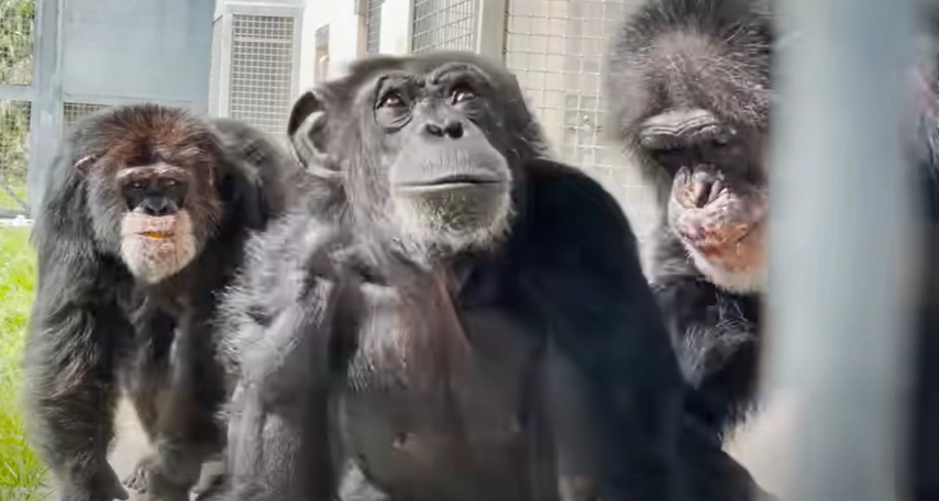 Chimpanse reddet fra laboratorium er i vild forbløffelse, da hun ser himlen for første gang