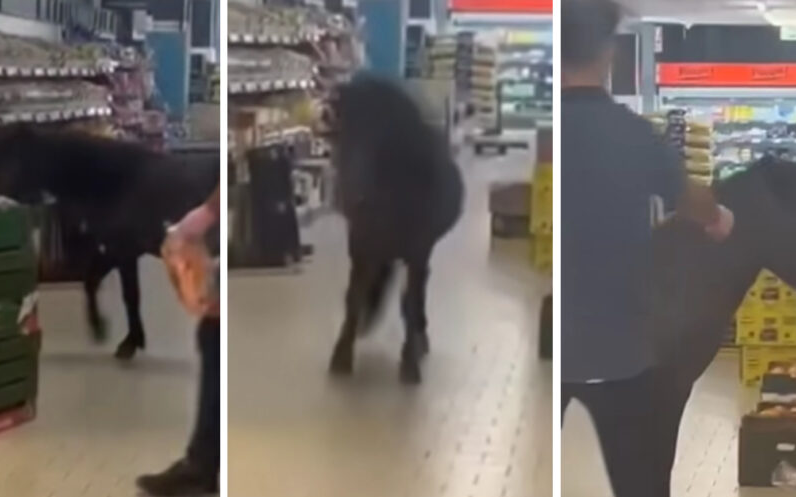 Video: Vild pony stormer Lidl og guffer løs af grøntsagerne